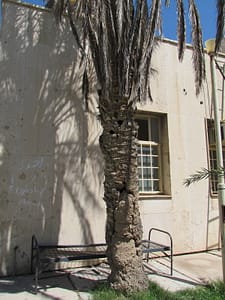 نخل در موزه آبادان
