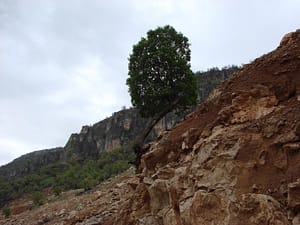 بلوط شیمبار